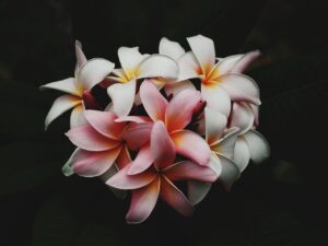 背景ぼかしを使った子どもの撮影方法とは？