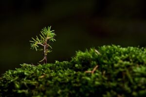 成長記録を残すための子供の撮影方法は？