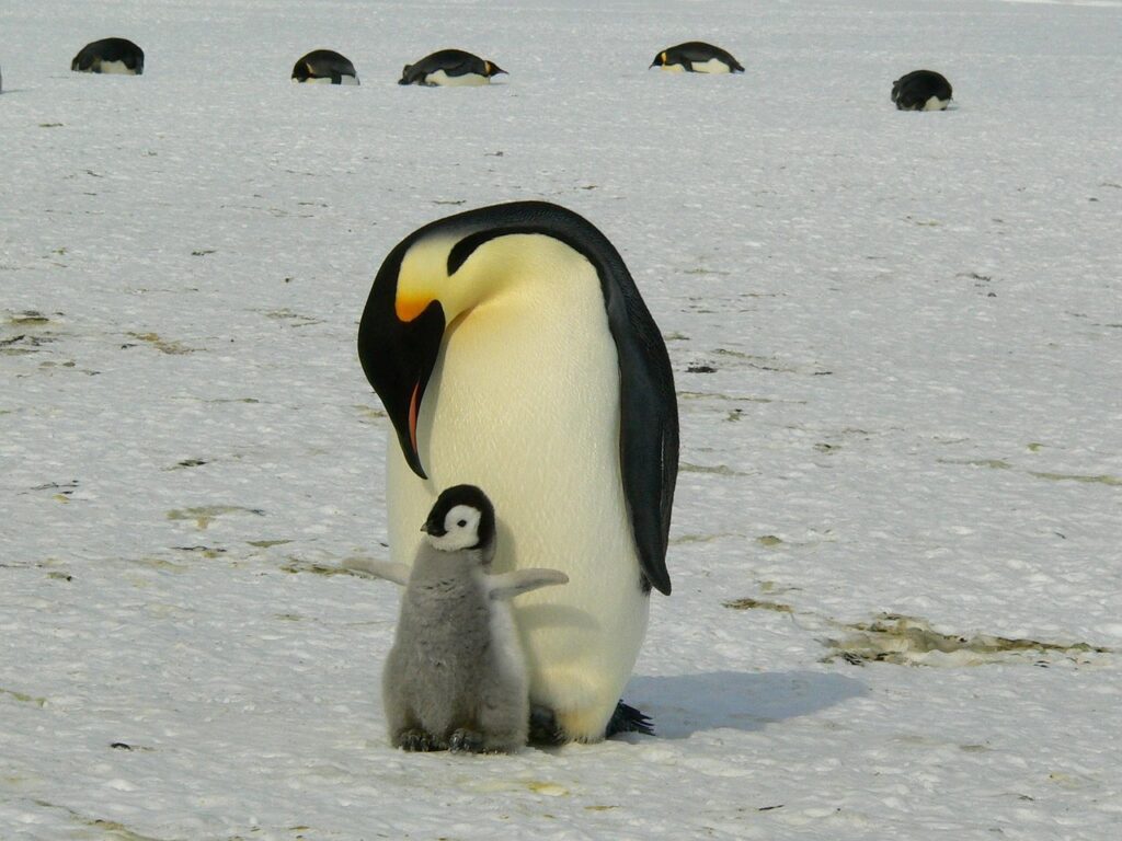 赤ちゃんの写真をブレない撮り方とは？